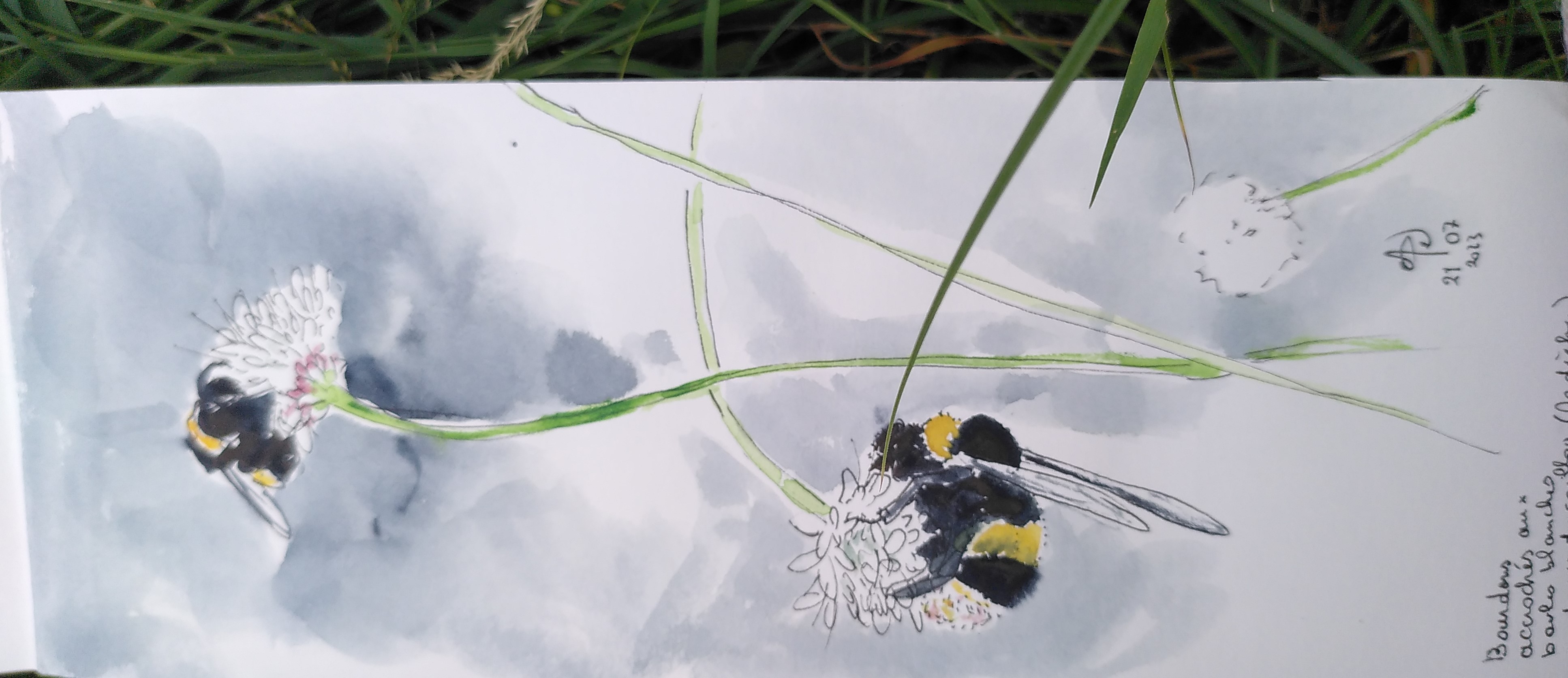 bourdon sur des fleurs blanches