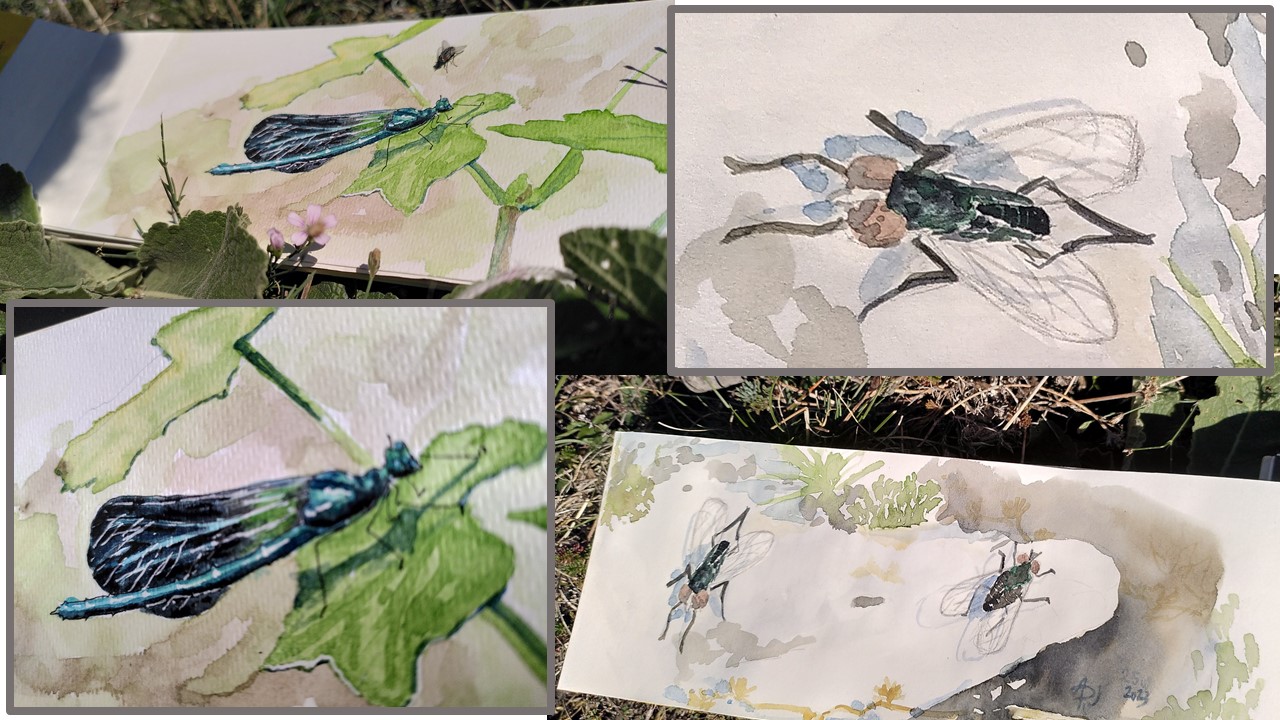 Bemoiselle bleue (insecte) et mouche commune