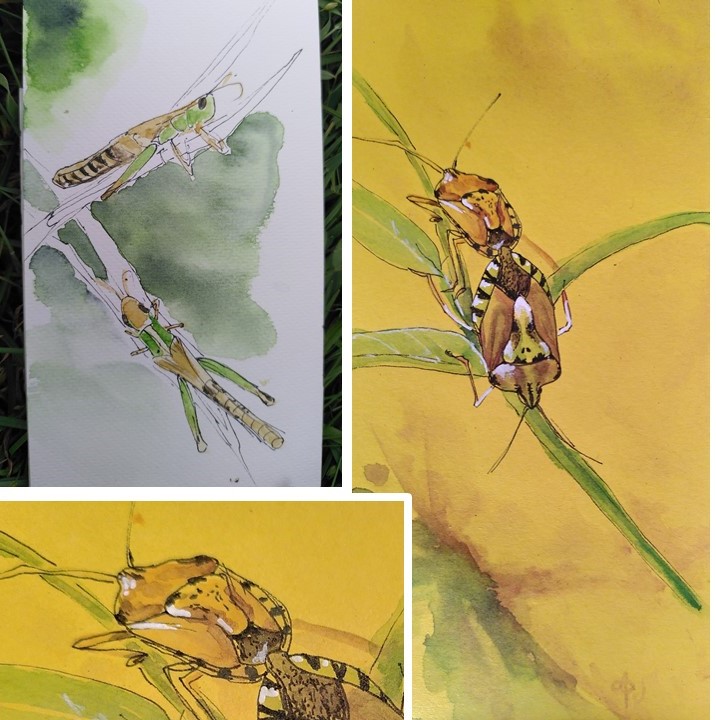 sauterelle verte et brune; punaise en accouplement